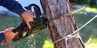 Best Storm Damage Tree Cleanup  in Snyder, TX