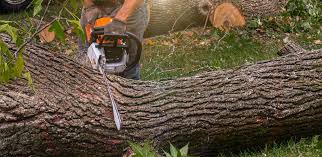 Best Tree Risk Assessment  in Snyder, TX
